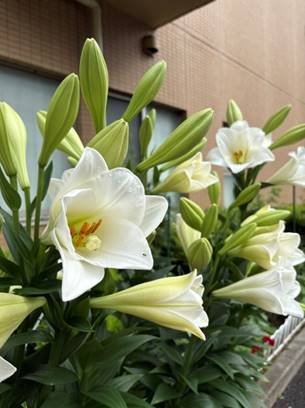 板橋で撮影された白い百合の花